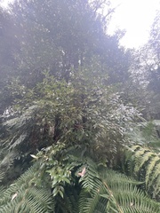 Atherosperma moschatum