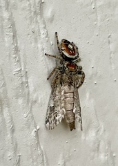 Phidippus arizonensis