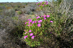 Lampranthus stipulaceus