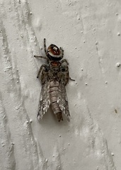 Phidippus arizonensis