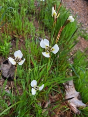 Moraea tricuspidata