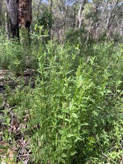 Opercularia hispidula