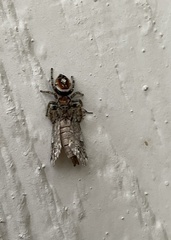Phidippus arizonensis