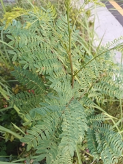 Mimoseae