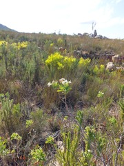 Pelargonium ribifolium