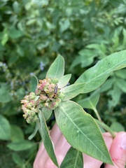 Chauliognathus marginatus