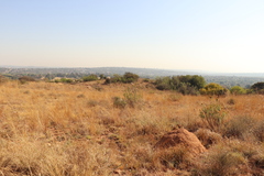 Phymaspermum athanasioides