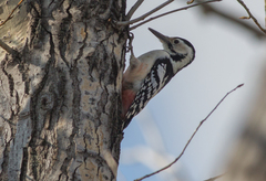 Dendrocopos leucotos