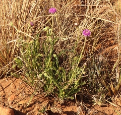 Pseudopegolettia tenella