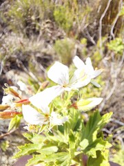 Pelargonium ribifolium