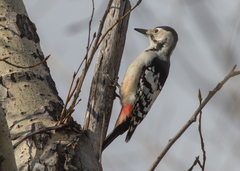 Dendrocopos leucotos