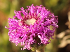 Pseudopegolettia tenella