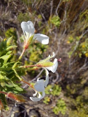 Pelargonium ribifolium