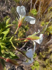 Pelargonium ribifolium