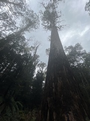 Eucalyptus regnans