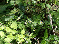 Erigeron annuus
