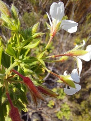Pelargonium ribifolium