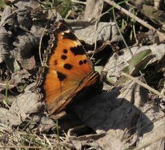 Nymphalis xanthomelas