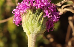 Pseudopegolettia tenella