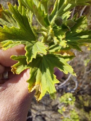 Pelargonium ribifolium