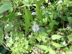 Erigeron annuus