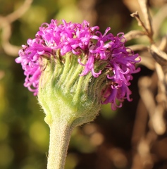 Pseudopegolettia tenella