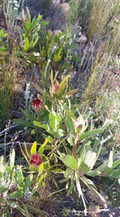 Protea lorifolia