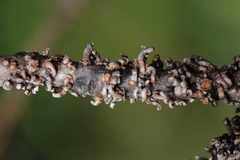 Cryptocarya aristata