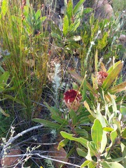 Protea lorifolia