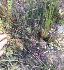 Erica umbelliflora