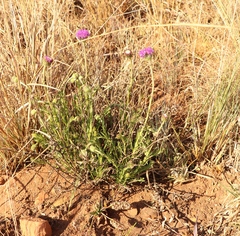 Pseudopegolettia tenella