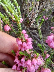 Erica umbelliflora
