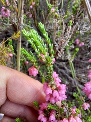 Erica umbelliflora