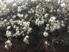 Ricinocarpos pinifolius