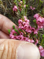 Erica umbelliflora