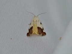 Tarache tetragona
