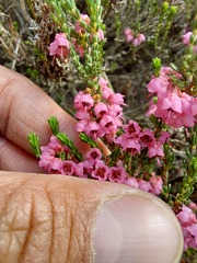 Erica umbelliflora