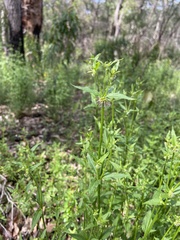 Opercularia hispidula