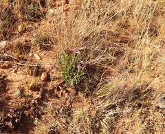 Pseudopegolettia tenella