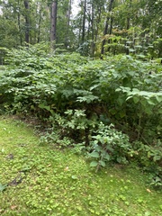 Reynoutria sachalinensis