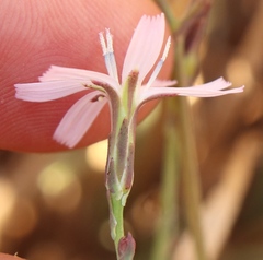 Lactuca inermis