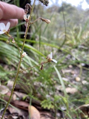 Stylidium piliferum