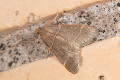 Hypsopygia glaucinalis