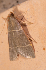 Hypsopygia glaucinalis
