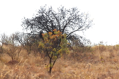 Protea caffra caffra