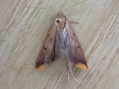 Tachystola acroxantha