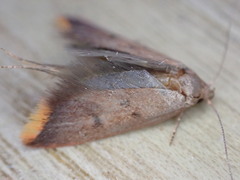 Tachystola acroxantha