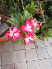 Adenium