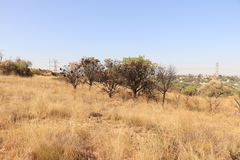 Protea caffra caffra