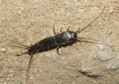 Allacrotelsa spinulata